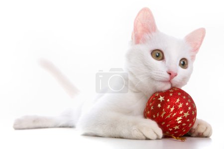 Cat with red toy