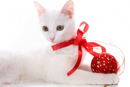 Decorated kitten