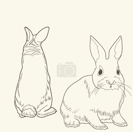 Front and rear view of a rabbit isolated