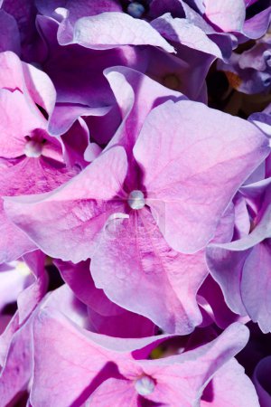 Lilac geranium