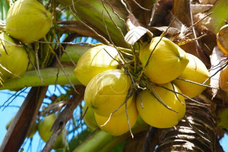 Coconuts on palmtree