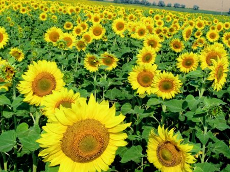 Vibrant sunflowers