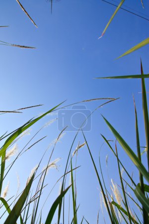 Tropical grass and blue sky