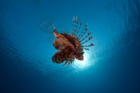 Lionfish in the Red Sea.