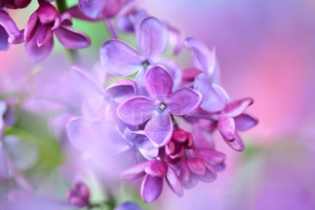 Lilac on colorful background