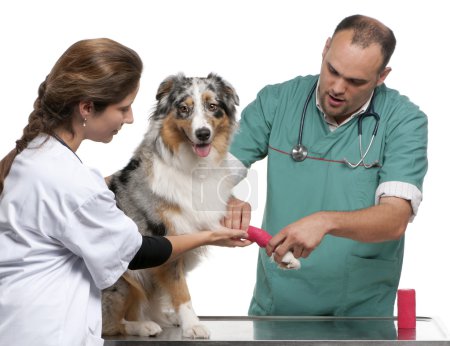 Vets wrapping a bandage around an Australian Shepherd in front of white background