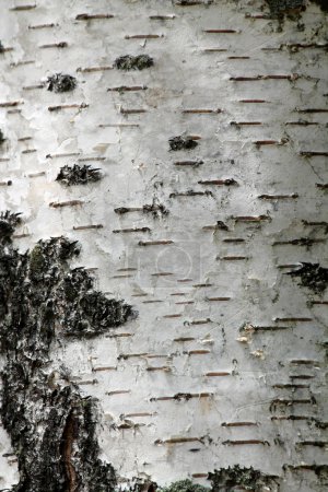 White birch tree