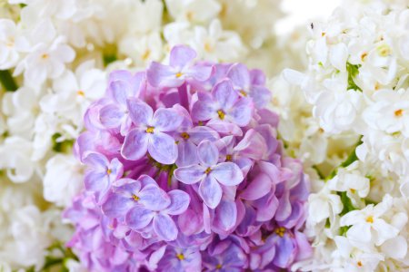 Lilac flowers on white background close-up
