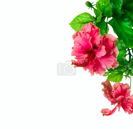 Hibiscus Flower isolated on white