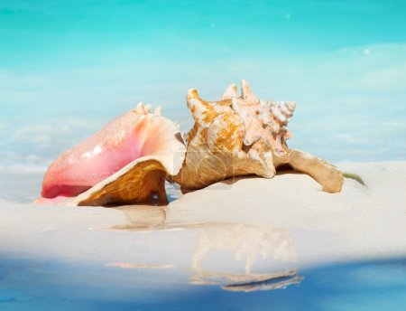 Queen Conch Shells on The Beach Sand. Caribbean