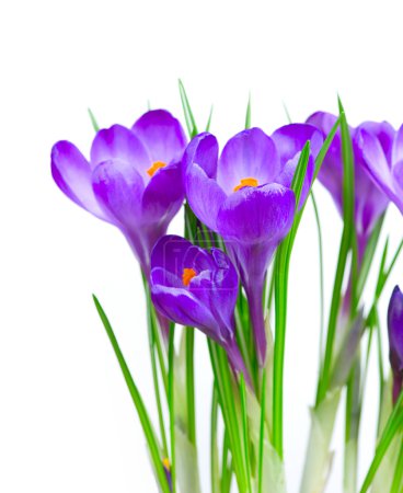 Crocus Spring Flowers isolated on white