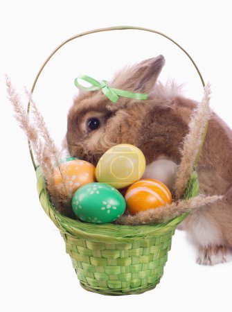 Fance rabbit and easter basket