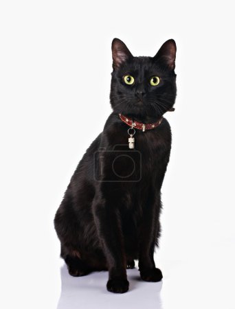 Black cat sitting in white background