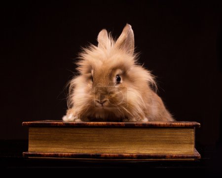 Little rabbit in the book