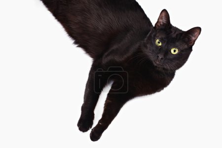 Black cat top view