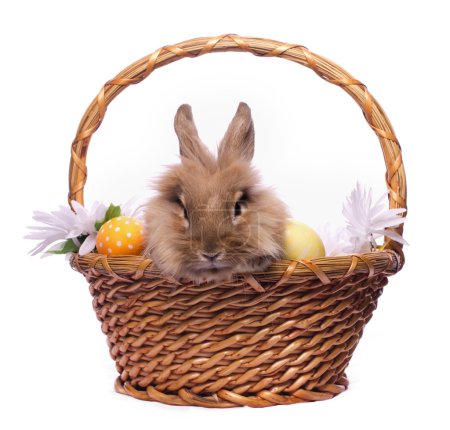 Easter bunny in the basket
