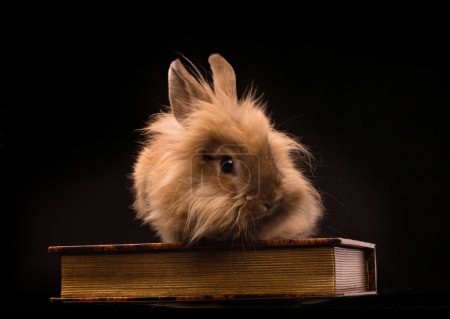 Rabbit and book