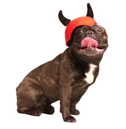 Cunning french bulldog in a helmet with horning