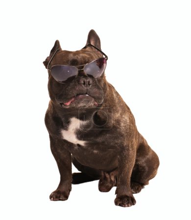 Little bulldog in sunglasses