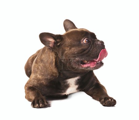 Frightened french bulldog