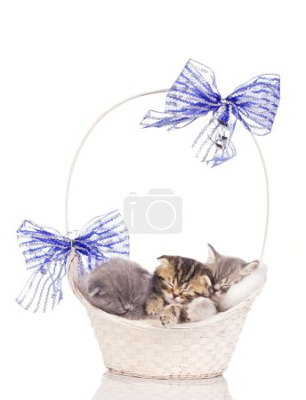 Kittens sleep in beautiful basket