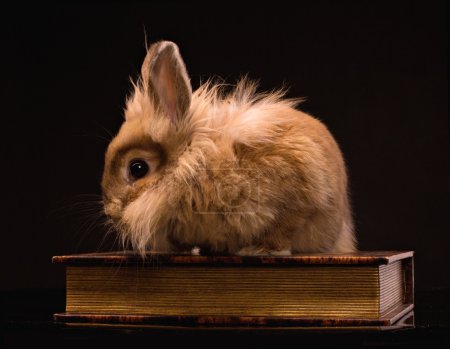 Fluffy rabbit on a book