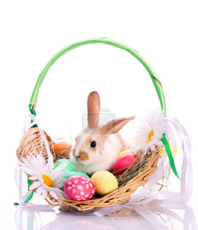 Bunny in easter basket