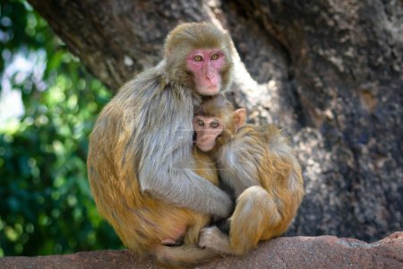 Two monkeys in Kathmandu, Nepal