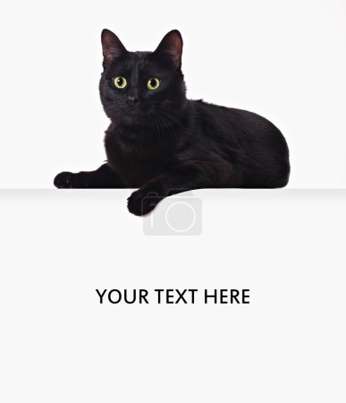 Black cat on the blank banner
