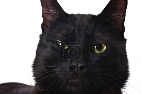 Serious black cat