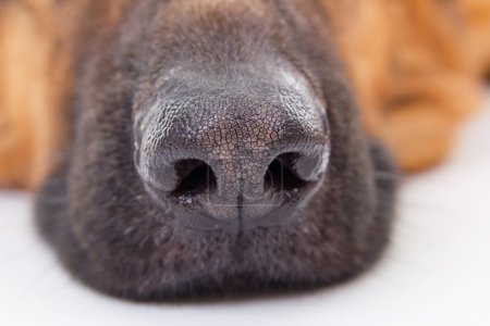 Dog muzzle close up
