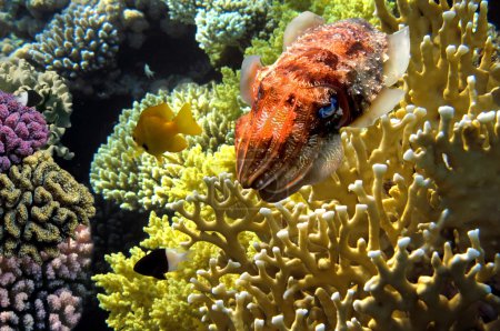 Cuttlefish on Coral Reef
